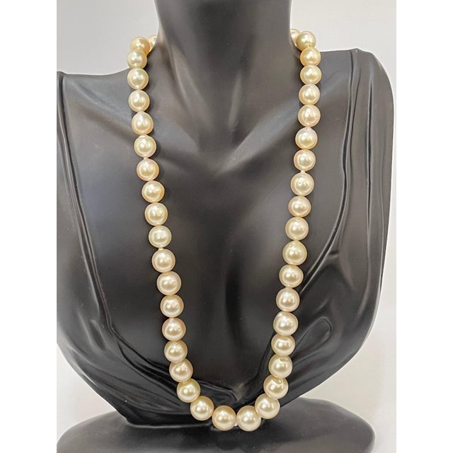 Graduating Cream Color South Sea Pearls Necklace 14 Karat Yellow Gold Clasp For Sale - Image 10 of 18
