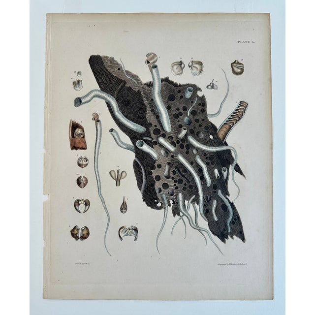 Nautical Coral Shells, 19th Century Print (Unframed) For Sale - Image 3 of 5