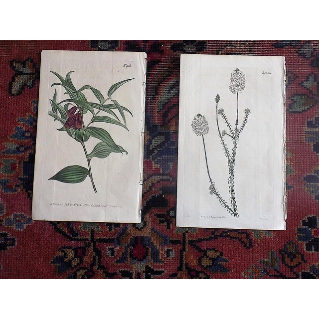 Authentic Antique Early 19th Century Hand Colored Copperplate Botanical Engravings - Set of 9 For Sale In Cincinnati - Image 6 of 8