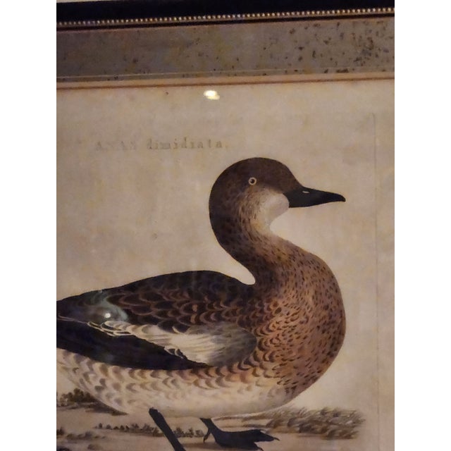 18th Century Set of Three Duck Engraving Prints From the Nederlandsche Vogelen (Dutch Birds) For Sale - Image 11 of 12