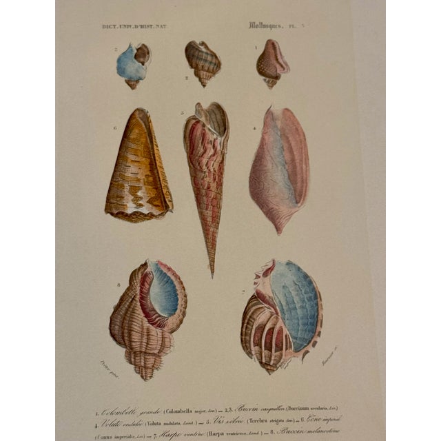 Set of Three 19th Century French Hand Colored Mollusk Engravings Dictionnaire Universel D’Histoire Naturelle For Sale In Atlanta - Image 6 of 10