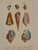 Set of Three 19th Century French Hand Colored Mollusk Engravings Dictionnaire Universel D’Histoire Naturelle For Sale In Atlanta - Image 6 of 10
