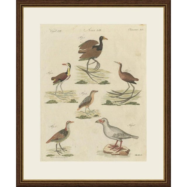 This antique bird print from bertuch's bilderbuch shows jacanas, the long toed lily trotters of tropical wetlands,...