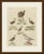 This antique bird print from bertuch's bilderbuch shows jacanas, the long toed lily trotters of tropical wetlands,...