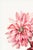 A beautiful example of 19th-century botanical illustration, this vintage art print reproduction features Dahlias by Dutch...