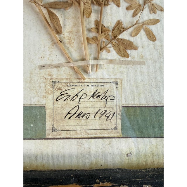 Vintage Herbarium, Florence, 1941 For Sale - Image 5 of 10