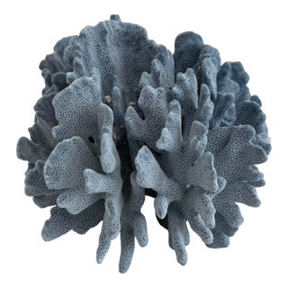 Natural Blue Coral Specimen For Sale