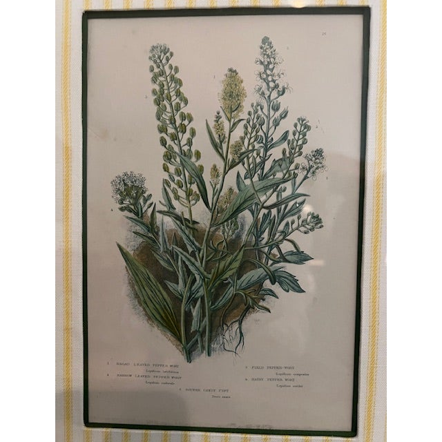 Illustration Four Vintage Botanical Prints Exquisitly Framed & Matted For Sale - Image 3 of 6