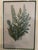 Illustration Four Vintage Botanical Prints Exquisitly Framed & Matted For Sale - Image 3 of 6