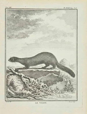 Jacques Baron, La Vison, Etching, 1771