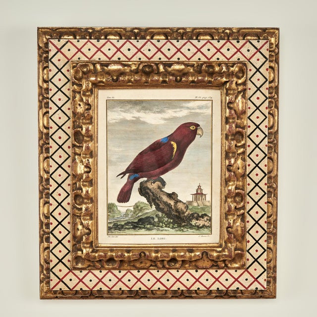 Antique Set of Eight Hand Colored Parrot Engravings For Sale - Image 12 of 18