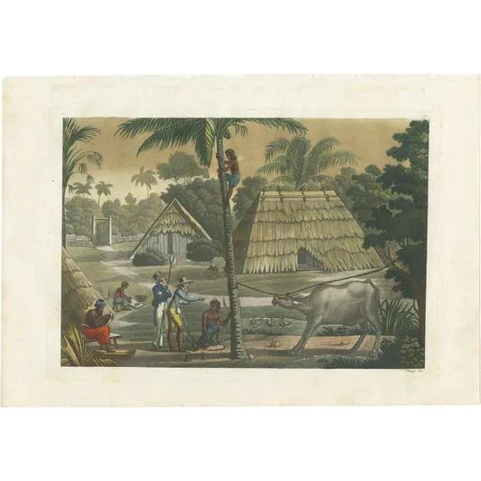 Ferrario, Timor Island Near Kupang, 1831, Print on Paper For Sale