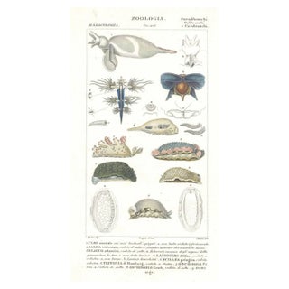 Pierre Jean François Turpin, Pterodibranchi, Etching, 1831 For Sale