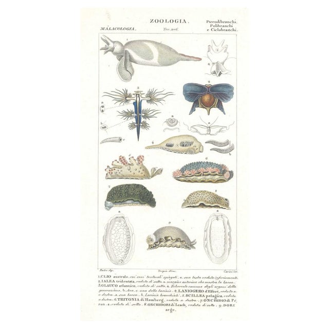 Pierre Jean François Turpin, Pterodibranchi, Etching, 1831 For Sale