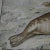 Vintage Seal Marine Wildlife Wall Chart Poster For Sale - Image 3 of 7
