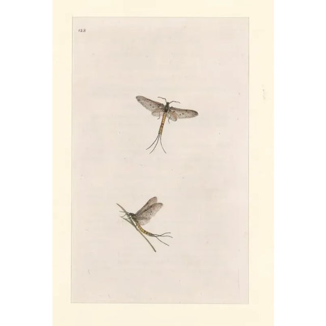 Early 19th century English handcolroed insect engraving.