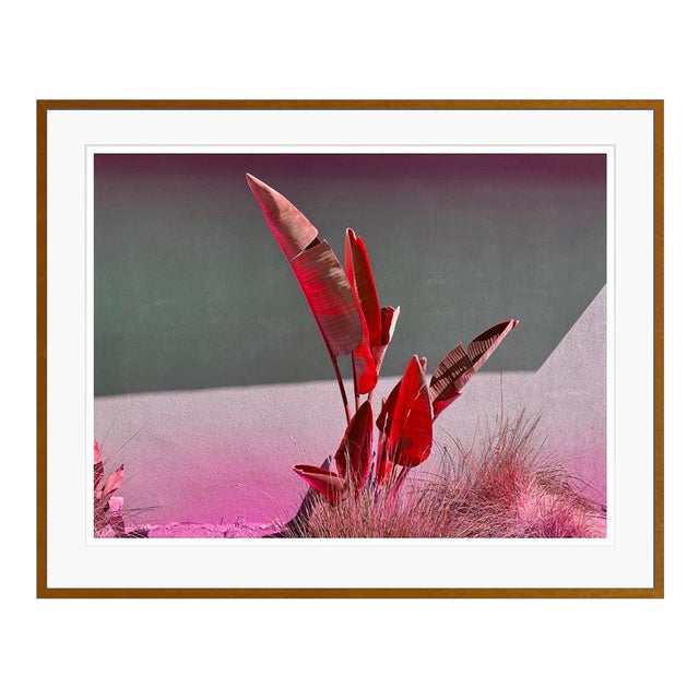 Banana Reds by Stuart Möller Framed For Sale
