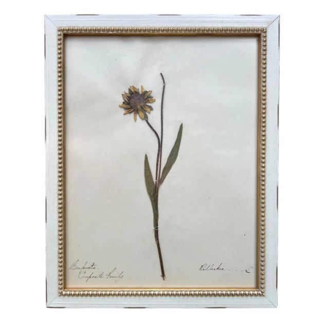 1895 Herbarium Botanical Specimens, Set of 18 For Sale - Image 4 of 11