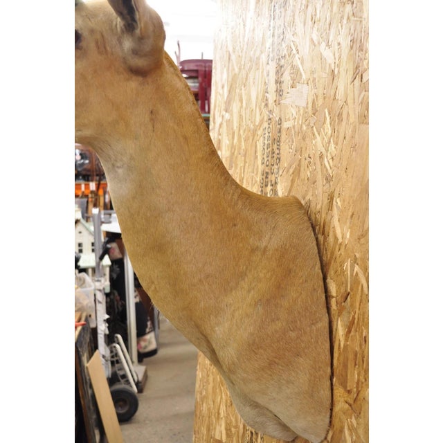 Vintage African Impala Shoulder Mount Wall Taxidermy Man Cave Lodge Home Decor For Sale - Image 13 of 18