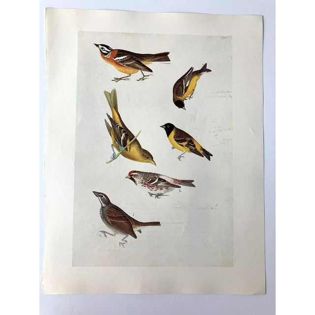 Up for sale is this vintage print of an Audubon watercolor, those paintings that were first published as lithographs in...