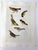 Up for sale is this vintage print of an Audubon watercolor, those paintings that were first published as lithographs in...