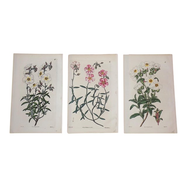 Antique Early 19th Century Hand Colored Copperplate Botanical ...
