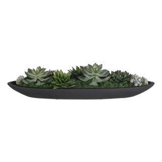 Verde Succulent Centerpiece In Bowl For Sale