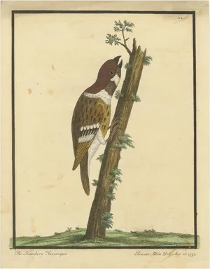Eleazar Albin, A Hamburgh Treecreeper, 1735, Hand-Colored Engraving