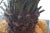 1970s Artificial Palm in Floor Planter For Sale - Image 5 of 5