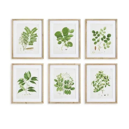 Contemporary Tree Leaf Study in Wood Frames, Set Of 6 For Sale - Image 3 of 5