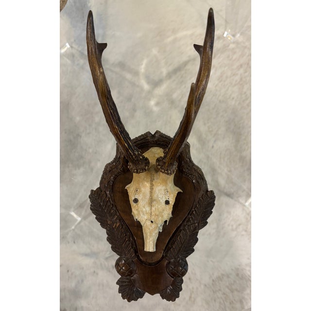 Antique Black Forest Roe Deer Trophy Antler Mount - (#3 of 3 Individual Mounts Listed) For Sale - Image 4 of 12