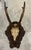 Antique Black Forest Roe Deer Trophy Antler Mount - (#3 of 3 Individual Mounts Listed) For Sale - Image 4 of 12