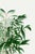 Green Vintage Palm Tree Illustration, Botanical Art Print Reproduction, 12" X 18" For Sale - Image 8 of 10