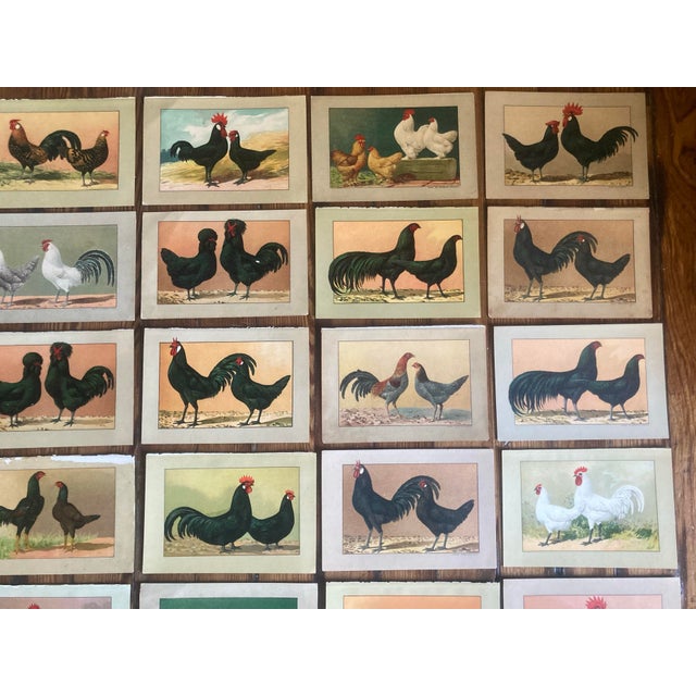 Late 19th Century Authentic Collection of 19th Century Kramer Chicken Chromolithographs in Color For Sale - Image 5 of 9