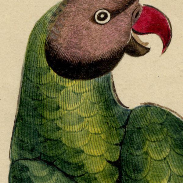 Indian Company School Artist, Indian Bird, 18th Century, Watercolor, Set of 8 For Sale - Image 4 of 18