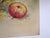 Early 20th century watercolor on artist board still life painting of apples. Signed Ruth Torry lower right. Unframed, age...