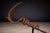 Metal Kirdi Forged Iron Currency – Sculptural Tribal Currency Blade, West & Central Cameroon, 19th Century (Mounted) For Sale - Image 7 of 12