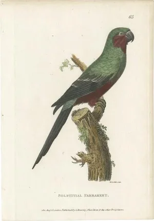 Kearsley, Sun Parakeet, Hand Colored Print