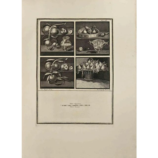 Roman Style Still Life from "Antiquities of Herculaneum" is an etching on paper realized by Carlo Oraty in the 18th...