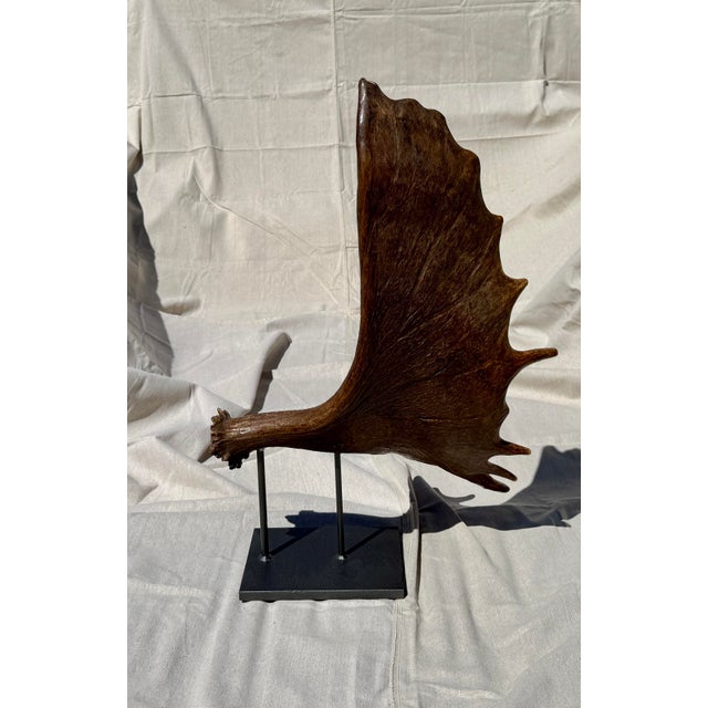 Rustic Large Mounted Moose Paddle/Antler For Sale - Image 3 of 9