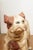 Vintage Terracotta Terrier Sculpture For Sale In Houston - Image 6 of 8