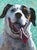 Dog Joy 11 by Tracy Wall | Mixed Media On Canvas portrait of a happy dog For Sale