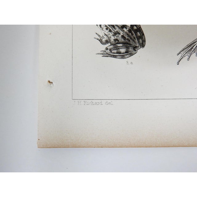 Rustic Mid 19th Century Us Pacifc Railroad Frog Lithograph Book Plate For Sale - Image 3 of 4