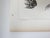 Rustic Mid 19th Century Us Pacifc Railroad Frog Lithograph Book Plate For Sale - Image 3 of 4