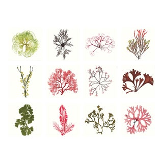 Bradbury Seaweeds, Unframed Artwork - Set Of 12 For Sale