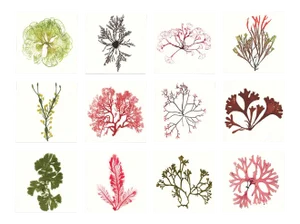 Bradbury Seaweeds, Unframed Artwork - Set Of 12