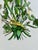 Italian Painted Tole Daisy Chandelier by Sergio Terzani, 1970s For Sale - Image 12 of 15