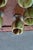 Tanzanian Green Onyx Liquor Glasses, 1950s, Set of 6 For Sale - Image 4 of 10