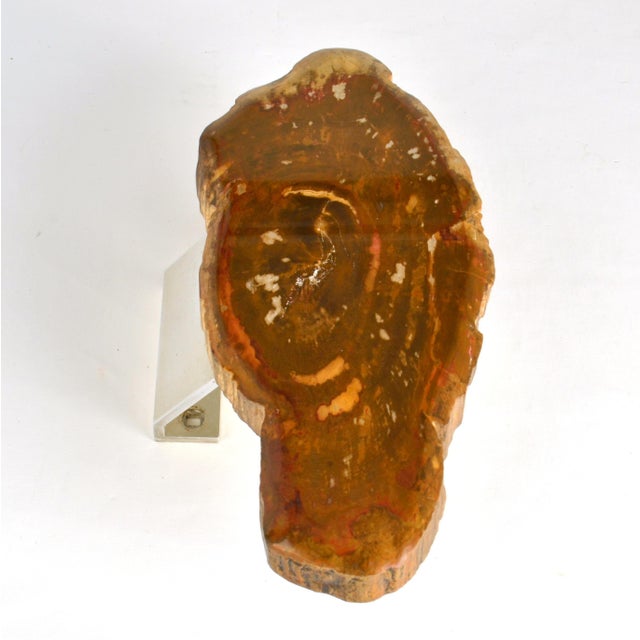 Architectural Push Pull Door Handle in Petrified Wood, 1970s For Sale - Image 3 of 14