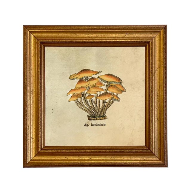 Set of 4 Vintage Style Mushroom Framed Prints For Sale - Image 4 of 7